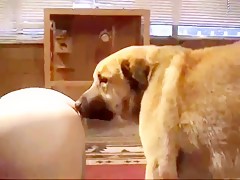 Pelirroja churrupeadora