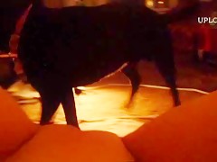 Polvos perrunos y lenceria