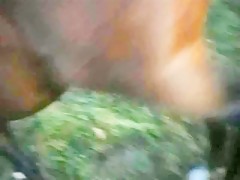 Recopilación lenceria y perros