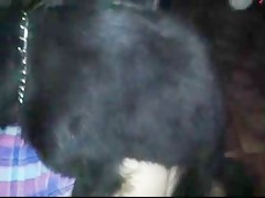 A 4 patas para el pony