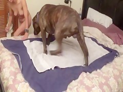 Cogiendo con un perro por primera vez