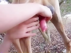 Dogs fucking womans 1